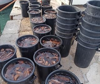 black buckets with fresh sea cucumbers in water