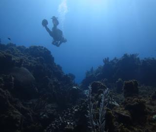coral reef with a diver in the background