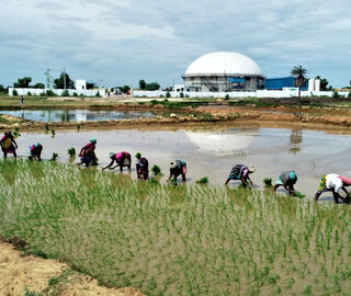women in a paddy field with a bio-cng plant in the background.
