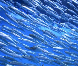 A school of fish in the blue sea water 