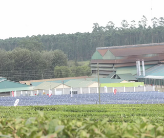 A field of tea leaves and solar panels with buildings and tall trees behind them