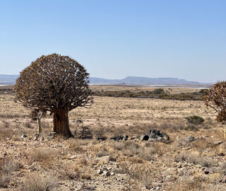 An open landscape with dry earth and a solitary tree 