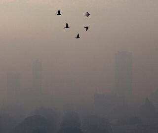 A group of birds fly in front of the skyline in Jakarta, which is barely visible because of air pollution