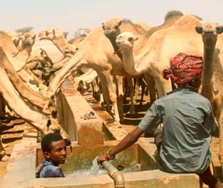 Banner image: A herder cools off in a water trough as camels drink on at a community well in Dukana, Marsabit County on July 01, 2023 / Credit: Nicholas Komu, NMG.