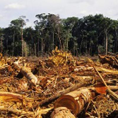 REDD – Reduced Emissions from Deforestation and Forest Degradation
