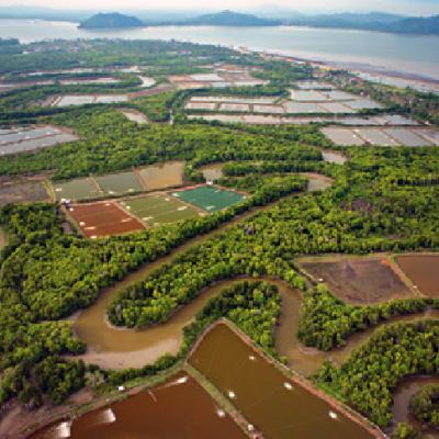 The Blue Revolution: The Rise of Modern Aquaculture