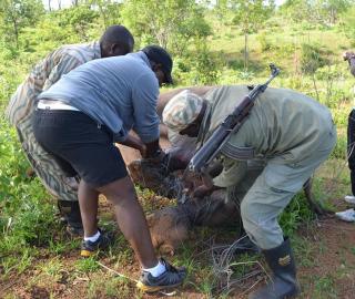 Chinese-military axis behind Zambian poaching crisis