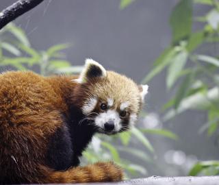 Tiny hamlets take giant steps to save India's Red Panda