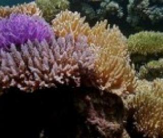 LIPI: 30.4% of Coral in Indonesia Broken