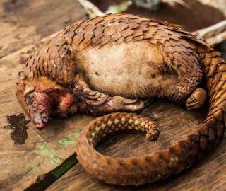 Africa’s pangolins caught in ‘the perfect storm’