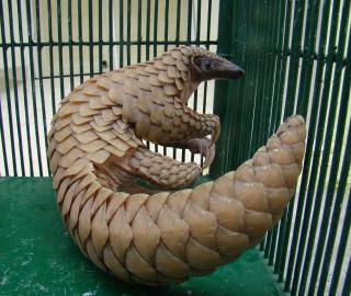 Stronger efforts needed to preserve the pangolin in South Asia