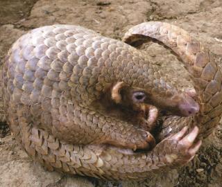 In a race to save the pangolin, Philippine researchers reach out to local communities