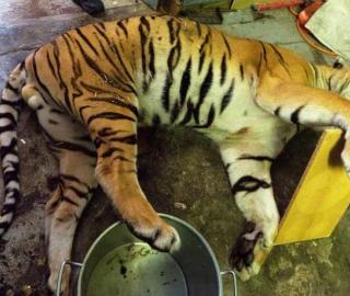 Czech tiger farm exposes illegal trade in heart of Europe