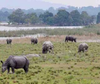 Insurgents linked to India’s rhino poaching syndicates