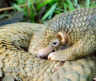 It’s not too late to save the Philippine pangolin, study finds