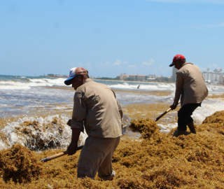 Men clear sargassum from a beach