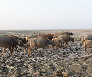 Buffalo on dry land