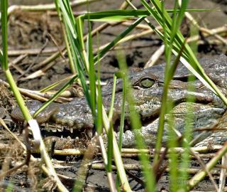 Crocodile in the marsh