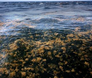 sargassum on top of the ocean
