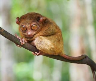 Philippine tarsier on tree branch looking at the camera