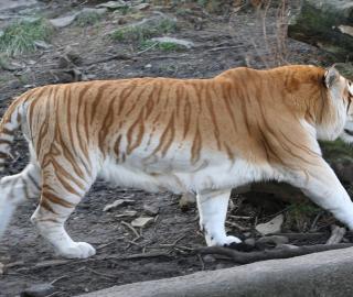 a golden tiger in a zoo. 