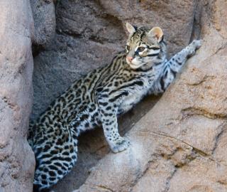 an ocelot looks out from between two rocks