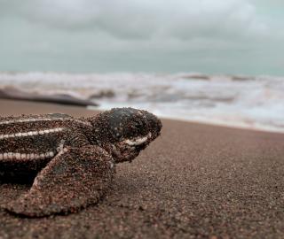 leatherback turtle on beach