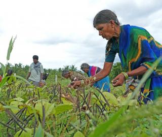 a woman in a sari harvests a crop in a field
