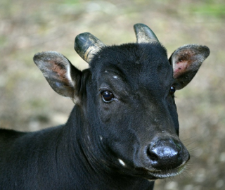 photo of cattle with horns