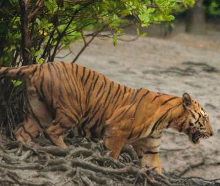 tiger in the mangroves