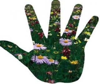 an image of a hand spread out with five fingers and the inside of the hand is a field of white and yellow flowers