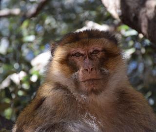 barbary macaque in Morocco