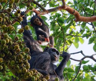 baby chimpanzees on a tree