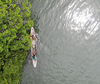 two people in a canoe at the shoreline next to a mangrove forest, bird's eye view from above