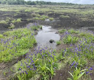 Vegetation and ponds on the Bhagwati Moll laterite plateau in Goa, India