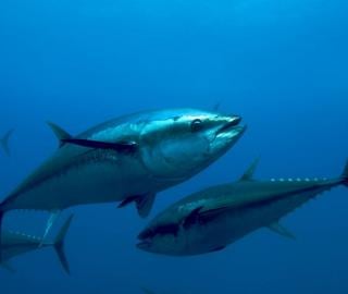 Bluefin tuna (Thunnus thynnus) in a tuna cage in the sea in Malta