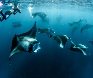 A diver swims with Manta Rays