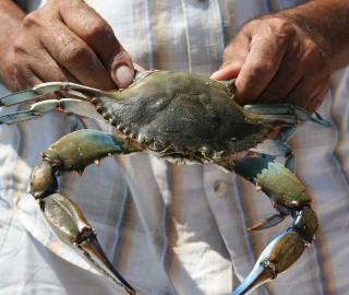 a fisher holding a blue crab