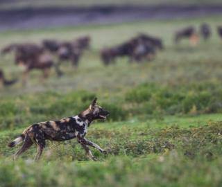 wild dogs running in the grass