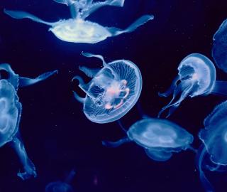 severeal jellyfishes underwater