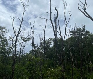 After the passage of Hurricane Iota, the mangrove ecosystem in Old Point National Park has gradually recovered.