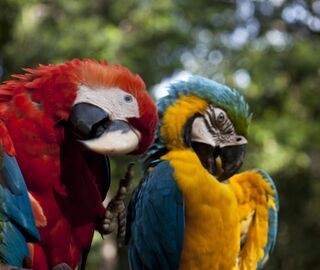 two macaws cleaning themselves