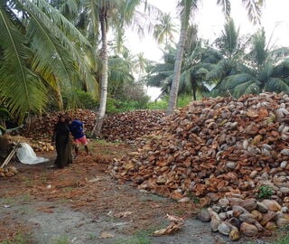 two people stand near a pile of coconut husks, with coconut trees in the background