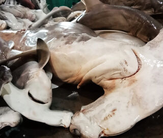 A hammerhead shark slaughtered for its fins. 