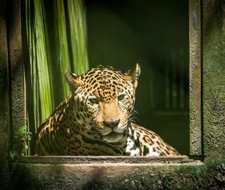 An encaged jaguar at the Quistococha Zoo in Iquitos, Peru. Much of the wildlife at the facility is rescued from the wildlife trade, one of the key areas of environmental crime. (Image: Karin Pezo / Alamy)