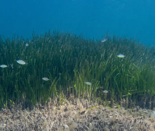 Plastic Curse: The End of Fishing in the Mediterranean?