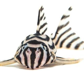 Ornamental fish 