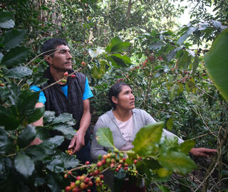 People harvesting in the forest