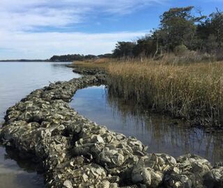 A living shoreline project at the Trinity Center in Pine Knoll Shores, North Carolina