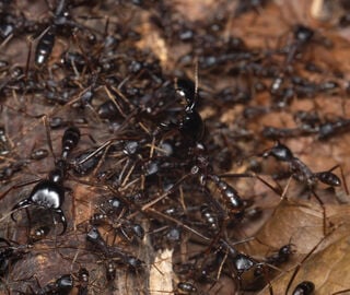 An army on ants